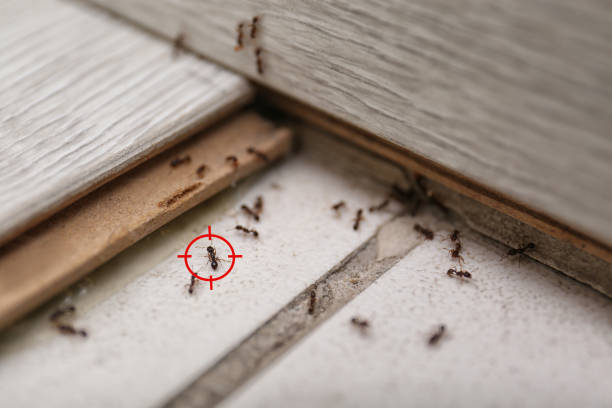 Best Affordable Pest Control Services  in Sappington, MO