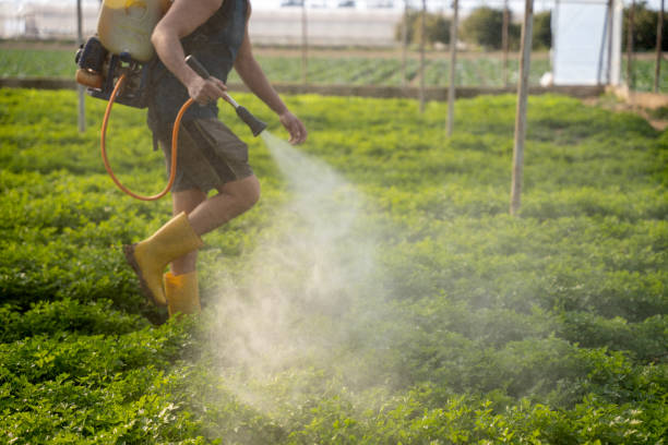 Wasp Removal Services in Sappington, MO