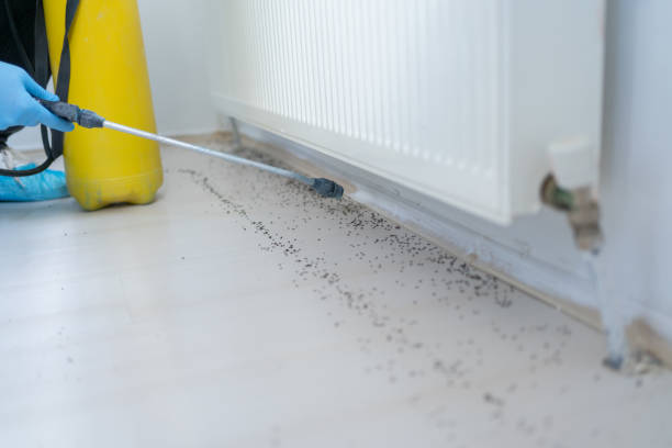 Best Mosquito Control Services  in Sappington, MO