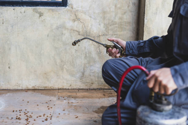 Best Ant Control Services  in Sappington, MO